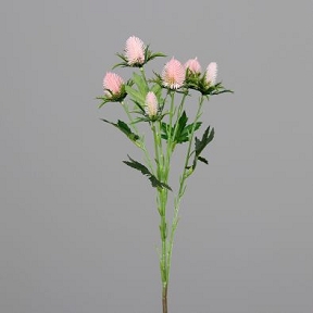 Chardon Rose Pale 57cm