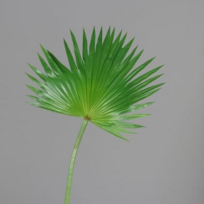 Feuille Chamerops Verte 77cm