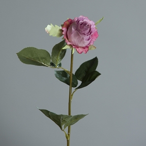 Rose Colombie Beauty 43cm