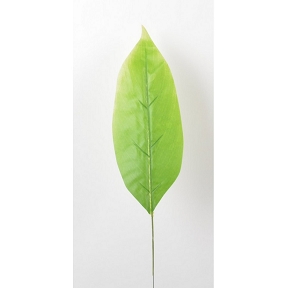 Branche feuille tropicale vert