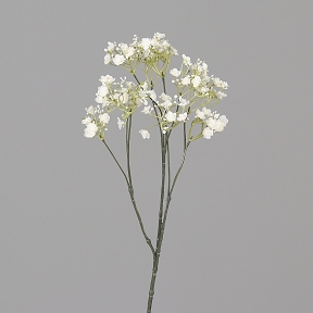 Gypsophile