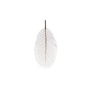 Feuilles skeleton blanches sur tige x 10