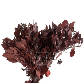 Hedera stabilise rouge 30-60cm