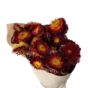 Helichrysum rouge