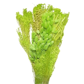 Bouquet fleurs séchées assorties vert pomme 250grs