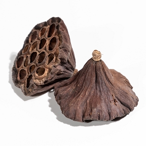 Lotus 6-8 cm naturel (x 50)