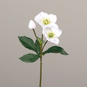 hellebore blanc 35cm