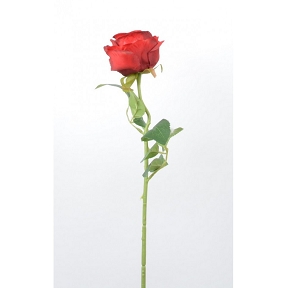 Rose rouge