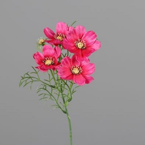 Cosmos 4 fleurs rose vif 40cm