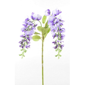 Chute de glycine violette