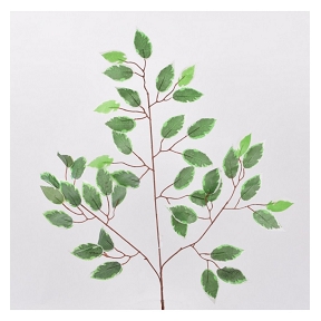 Branche feuillage ficus vert panaché