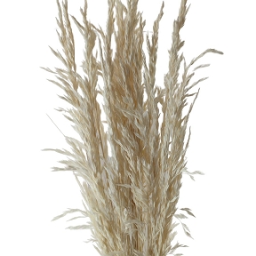 Ampelodesma long blanc (x 200gr)