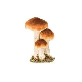 Champignon brun sur socle mousse 11 x 8 ht 18cm