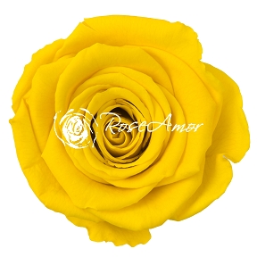 Rose stabilisée jaune x6