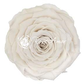 Rose stabilisée blanc craie x6