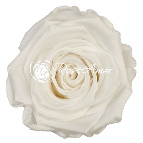 Rose stabilisée blanc pure x6