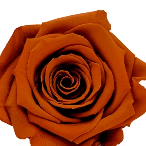 Rose stabilisée orange foncé x6