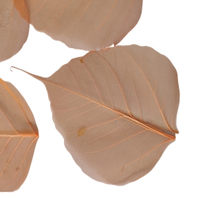 Bayan skeleton orange clair x 200grs