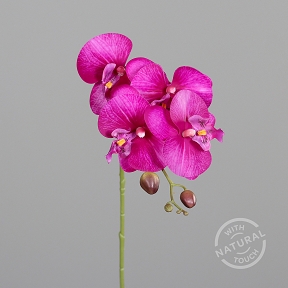 Phalaenopsis fuchsia 66cm