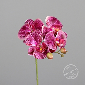 Plalaenopsis violet 66cm