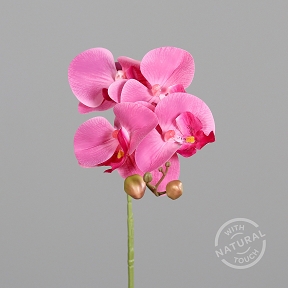 Plalaenopsis rose 66cm