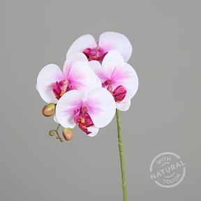 Phalaenopsis rose et blanc 66cm