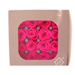 ROSE STABILISEE PRINCESSE FUCHSIA (X16)