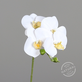 Phalaeanopsis crème 66cm