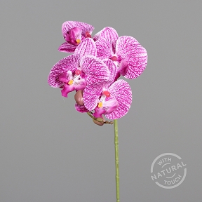 Phalaeanopsis rose clair 66cm