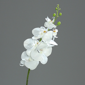 Phalaeanopsis blanche 7 fleurs 83 cm