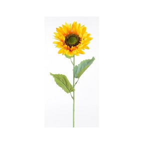 TOURNESOL JAUNE