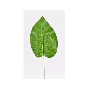 Feuille dieffenbachia verte