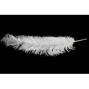 Plumes d'autruche blanche (x5)