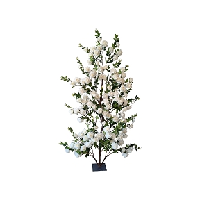 Rosier buisson blanc ht 240 cm