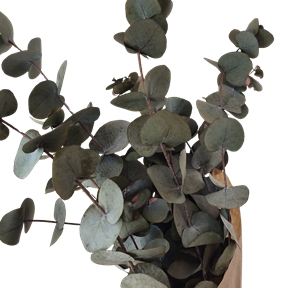Eucaliptus cynerea cap vert 76cm x 150gr