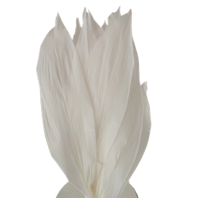 Aspidistra blanc 79cm (x10)