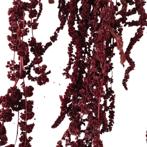 Amaranthus caudatus bordeaux 150grs