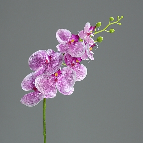 Phalaeanopsis pourpre-blanc 7 fleurs 83cm