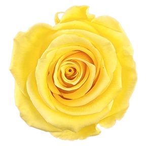 Rose stabilisée jaune pâle (x 6)