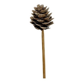 Pomme de pin blanchi sur pique 3-4cm x 30