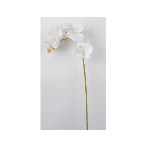 Phalaenopsis 5 fleurons blanche