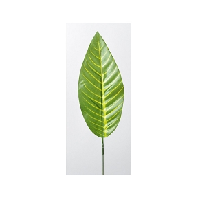 Feuille aphelandra