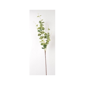 Branche eucalyptus vert