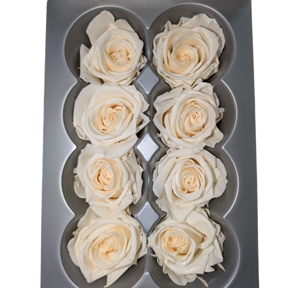 Rose stabilisée medium champagne x 8