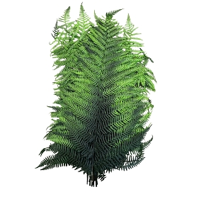 Berg fern sprayed vert x 10