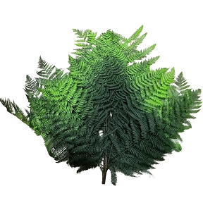 Bracken fern sprayed vert x 5