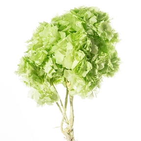 Hortensia stabilise pistache