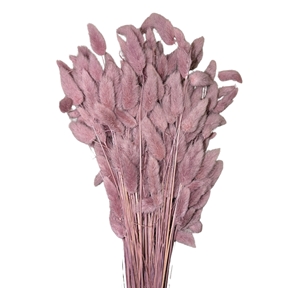 Lagurus pourpre 100grs