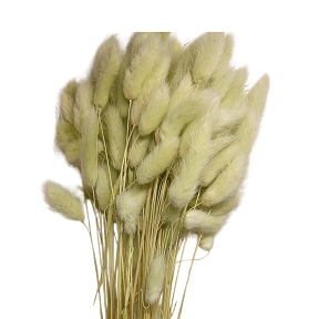 Lagurus vert pâle 100grs