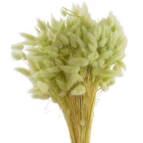 Lagurus vert pâle 100grs